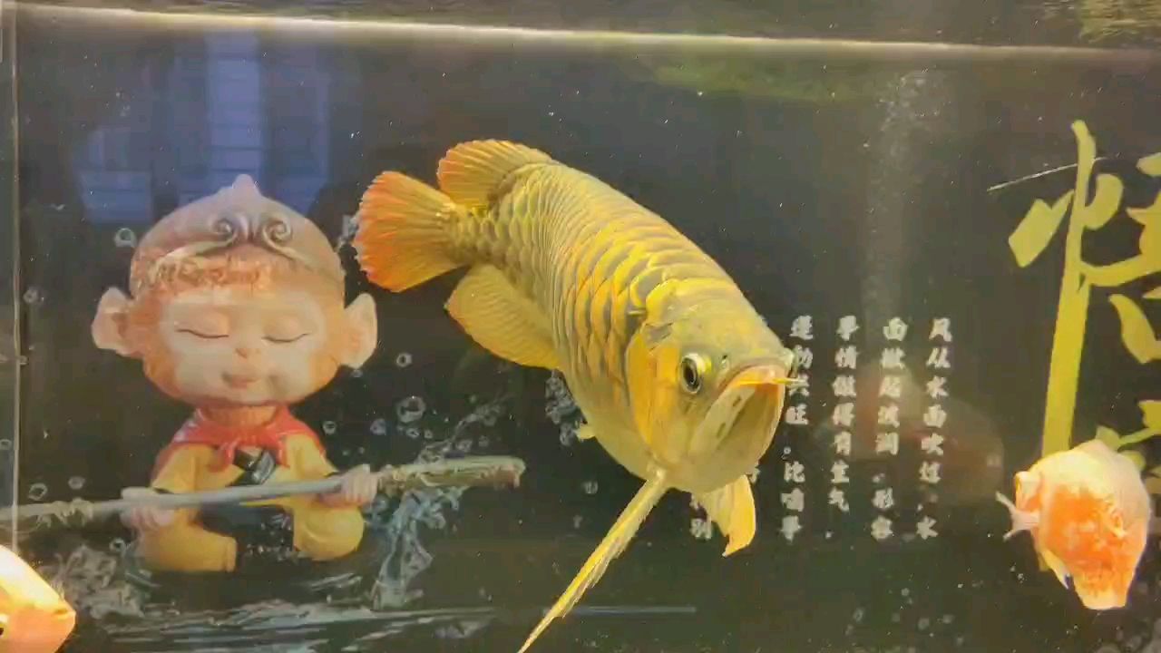五年三個月（個人在五年三個月的成長歷程）