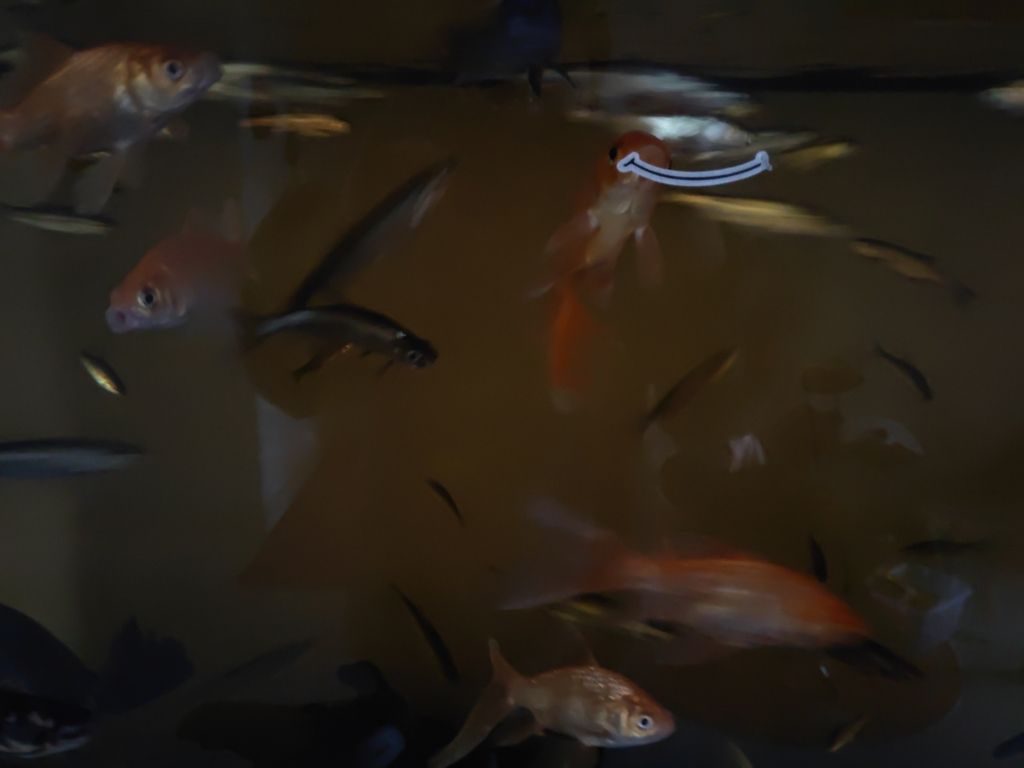 紅龍魚用黃燈烤有用嗎 小金魚(小金魚養(yǎng)殖與護理) 龍魚論壇 小金魚(小金魚養(yǎng)殖與護理) 小金魚(小金魚養(yǎng)殖與護理) 龍魚論壇