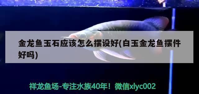 金龍魚玉石應該怎么擺設好(白玉金龍魚擺件好嗎)（金龍魚玉石應該怎么擺放在風水中有作用嗎）