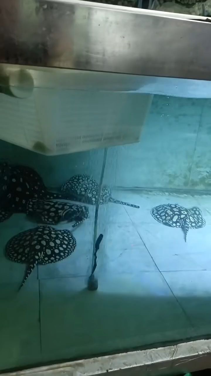 生小魚(yú)，（生小魚(yú)的生物學(xué)原理）