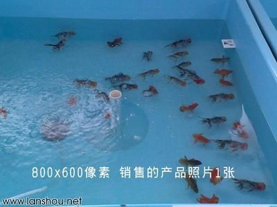 觀賞魚(yú)交易平臺(tái)哪個(gè)好一點(diǎn)（如何選擇觀賞魚(yú)交易平臺(tái)）