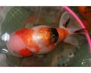 觀賞魚(yú)交易平臺(tái)哪個(gè)好一點(diǎn)（如何選擇觀賞魚(yú)交易平臺(tái)）