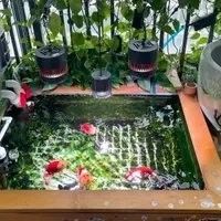 龍魚燈光距離水面多遠合適（——龍魚燈光距離水面的合適距離是至關重要的）
