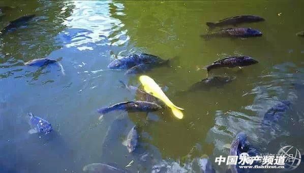 如何預防龍魚麻藥過量（魚麻藥過量是一種常見的問題）