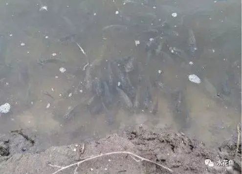 如何預防龍魚麻藥過量（魚麻藥過量是一種常見的問題）