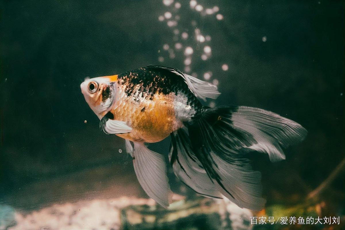 如何選擇適合古典藍金龍魚的加熱棒（如何選擇魚缸加熱棒）