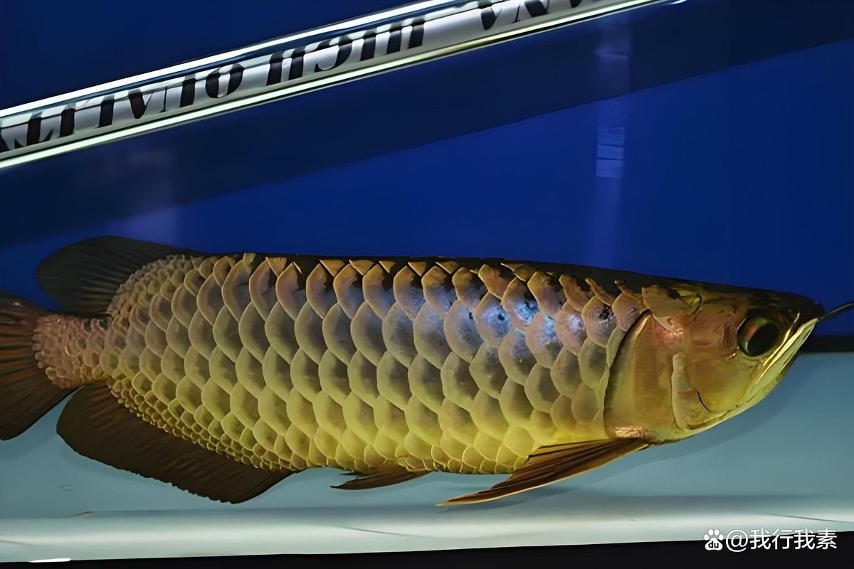 龍魚趴缸如何治療？（龍魚老愛趴缸怎么辦）