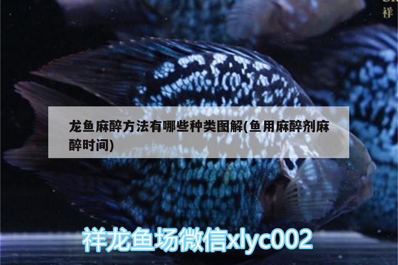 龍魚麻醉方法有哪些種類圖解(魚用麻醉劑麻醉時(shí)間)（龍魚麻醉方法有哪些種類圖解）