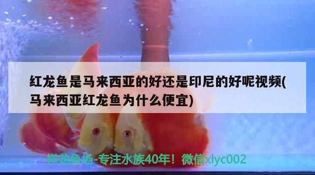 銀龍一直不開口ou（銀龍一直不開口，有沒有大神知道該怎么辦呀）