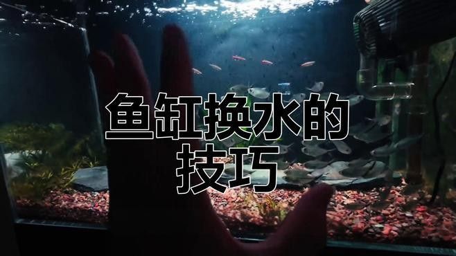 換水時(shí)如何避免刺激龍魚（養(yǎng)龍須知:龍魚換水有什么注意事項(xiàng)）