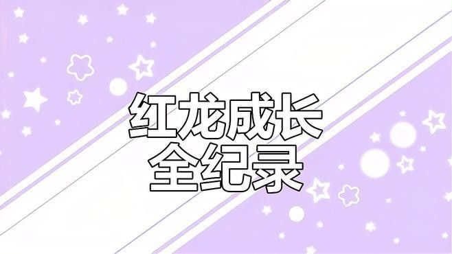 泗水紅龍成年后有多大？（文暄生活科普，超級紅龍,紅龍魚幾年成年能活多久）