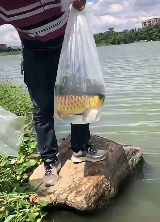 金龍魚放生后能否繁殖？（男子放生金龍魚遭網友抵制,男子卻稱還其自由小胡漁記）