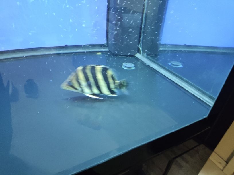 嘉峪關哪里有賣魚缸的店啊電話號碼：嘉峪關水族館在哪（嘉峪關水族館和嘉峪關銳界怎么選）