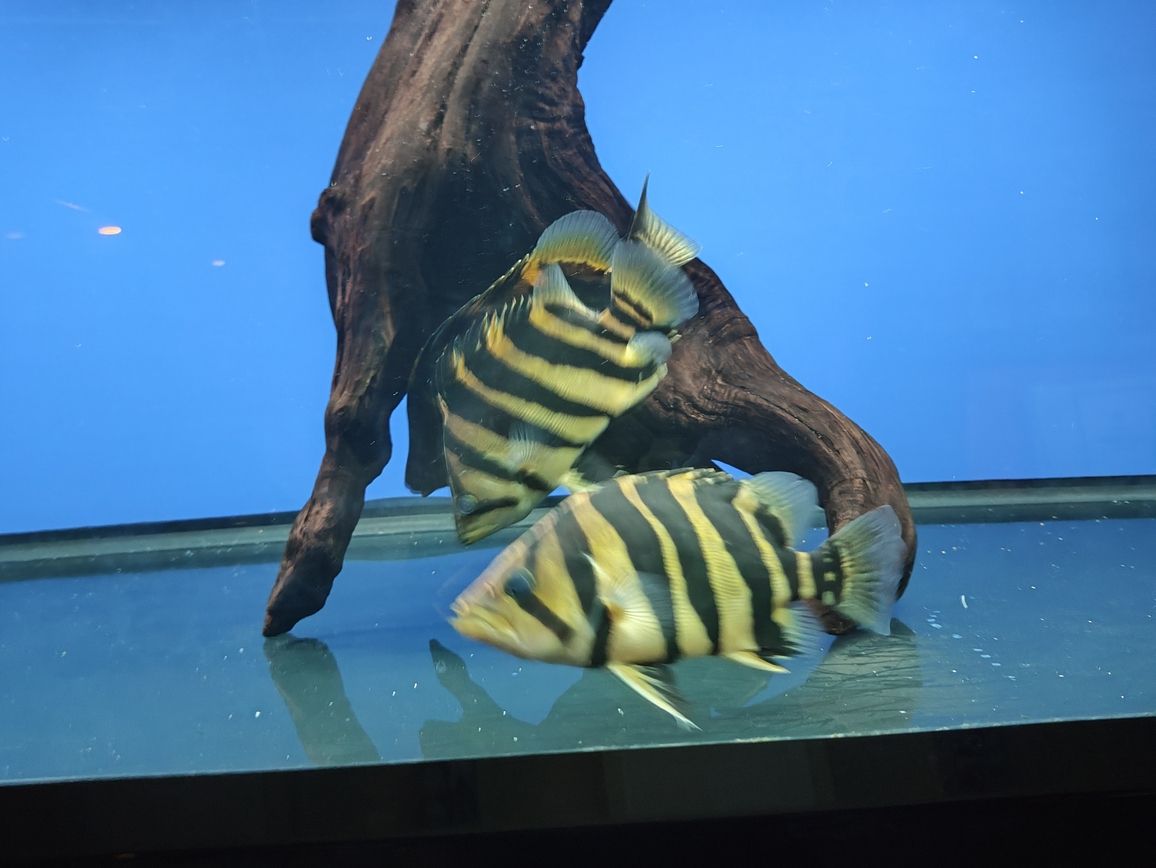 嘉峪關哪里有賣魚缸的店啊電話號碼：嘉峪關水族館在哪（嘉峪關水族館和嘉峪關銳界怎么選）