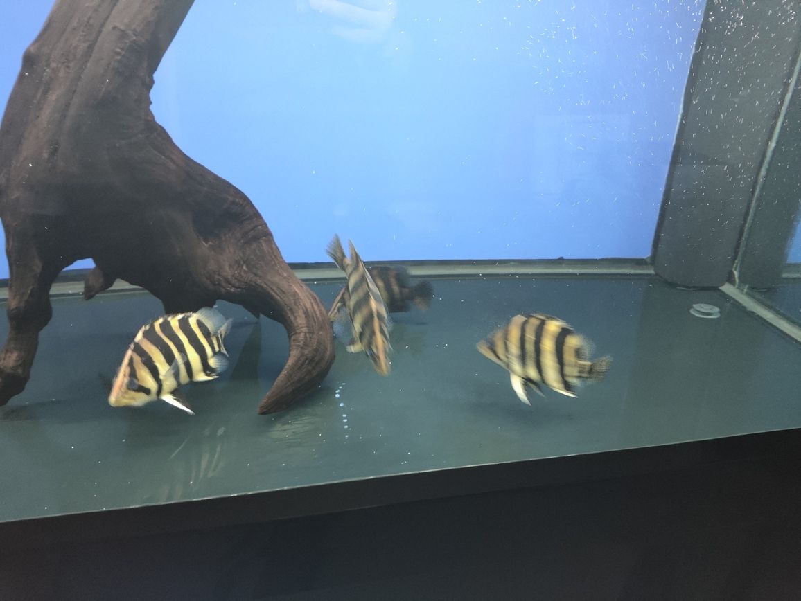 嘉峪關哪里有賣魚缸的店啊電話號碼：嘉峪關水族館在哪（嘉峪關水族館和嘉峪關銳界怎么選）