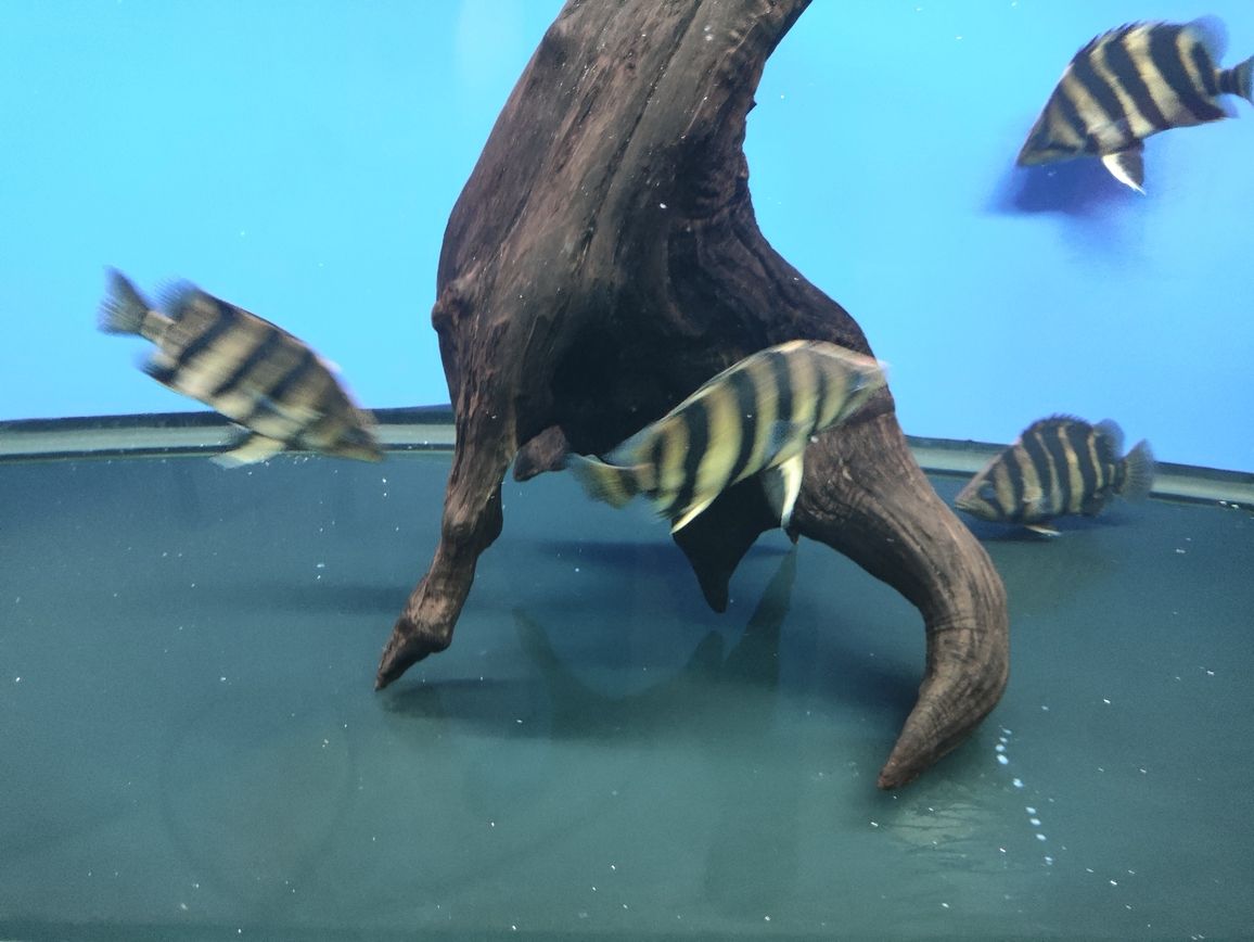 嘉峪關哪里有賣魚缸的店啊電話號碼：嘉峪關水族館在哪（嘉峪關水族館和嘉峪關銳界怎么選） 嘉峪關哪里有賣魚缸的店啊電話號碼：嘉峪關水族館在哪（嘉峪關水族館和嘉峪關銳界怎么選） 觀賞魚百科 第5張