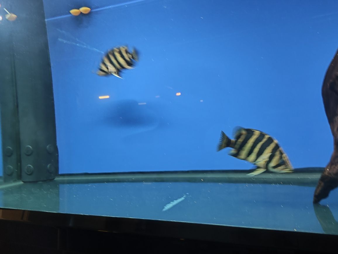 嘉峪關哪里有賣魚缸的店啊電話號碼：嘉峪關水族館在哪（嘉峪關水族館和嘉峪關銳界怎么選） 嘉峪關哪里有賣魚缸的店啊電話號碼：嘉峪關水族館在哪（嘉峪關水族館和嘉峪關銳界怎么選） 觀賞魚百科 第6張