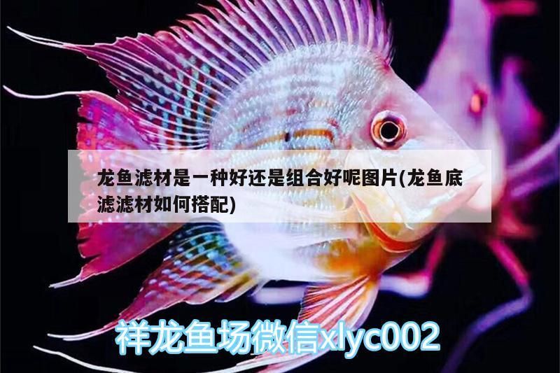 龍魚(yú)濾材是一種好還是組合好呢圖片(龍魚(yú)底濾濾材如何搭配)（祥龍魚(yú)底濾濾濾材如何搭配，龍魚(yú)底濾濾材如何搭配對(duì)應(yīng)的信息）