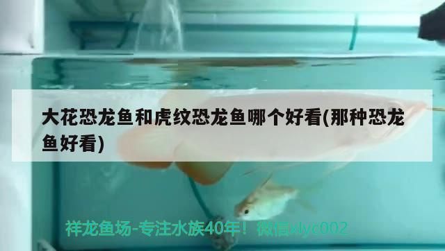 龍魚摔了一下,放魚缸翻身怎么辦:龍魚摔了一下,放魚缸翻身怎么辦呢(金魚失鰾怎么辦) 觀賞魚百科 第2張 龍魚摔了一下,放魚缸翻身怎么辦:龍魚摔了一下,放魚缸翻身怎么辦呢(金魚失鰾怎么辦) 龍魚摔了一下,放魚缸翻身怎么辦:龍魚摔了一下,放魚缸翻身怎么辦呢(金魚失鰾怎么辦) 觀賞魚百科 第2張