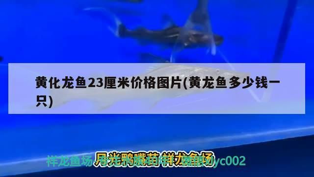 龍魚摔了一下,放魚缸翻身怎么辦:龍魚摔了一下,放魚缸翻身怎么辦呢(金魚失鰾怎么辦) 觀賞魚百科 第1張 龍魚摔了一下,放魚缸翻身怎么辦:龍魚摔了一下,放魚缸翻身怎么辦呢(金魚失鰾怎么辦) 龍魚摔了一下,放魚缸翻身怎么辦:龍魚摔了一下,放魚缸翻身怎么辦呢(金魚失鰾怎么辦) 觀賞魚百科 第1張