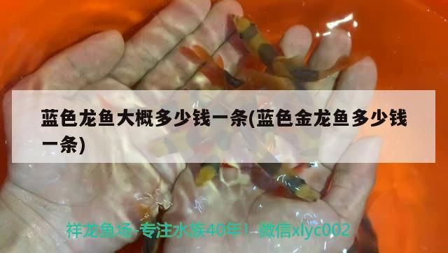 藍(lán)色龍魚大概多少錢一條(藍(lán)色金龍魚多少錢一條)（藍(lán)曼龍魚大概多少錢一條，藍(lán)色金龍魚多少錢一條）