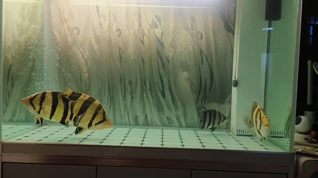 虎魚愛好者（虎魚在水族箱中展現(xiàn)出活力和美麗常常令人贊嘆不已）