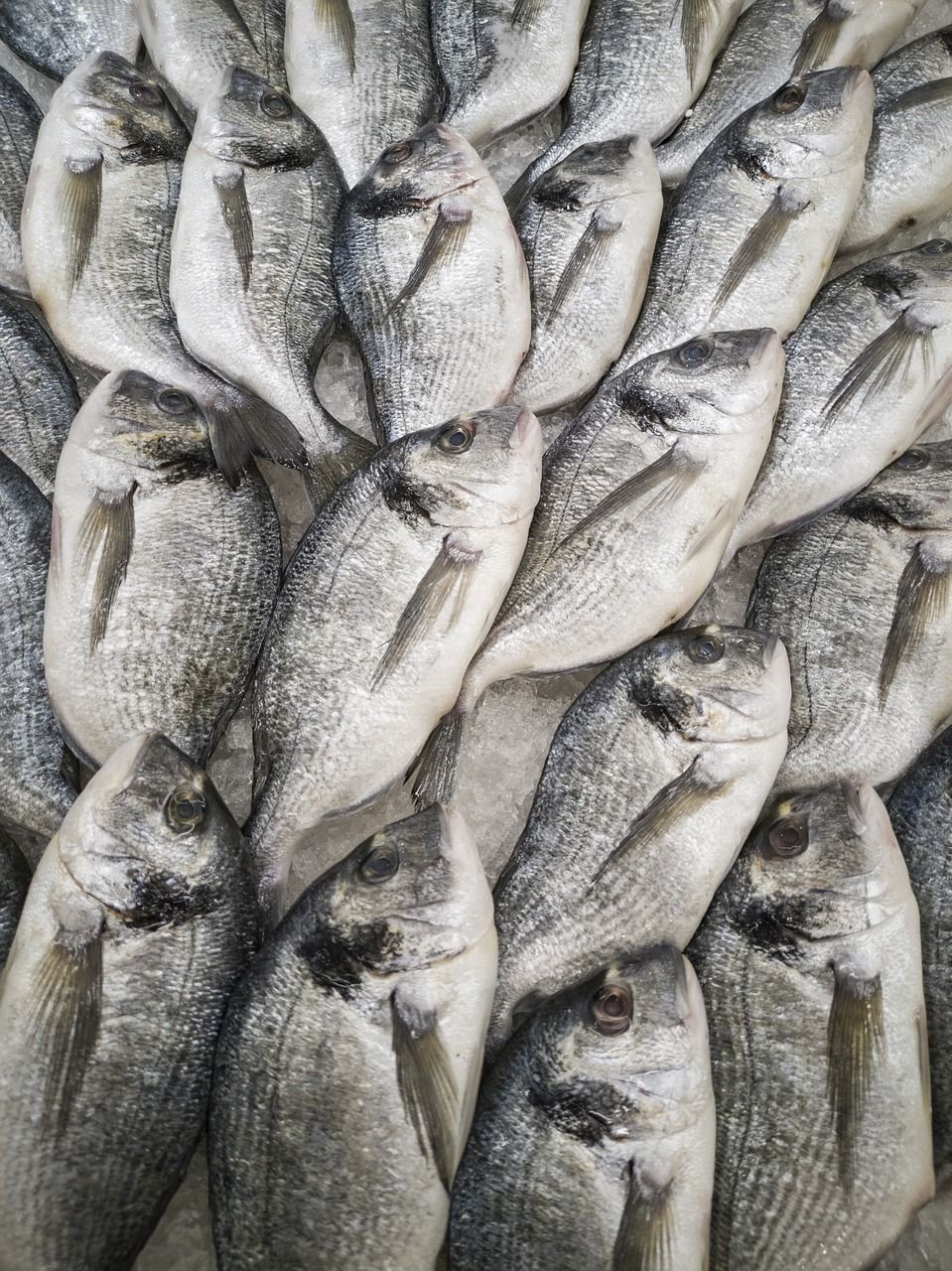 公司風水魚養幾條最好（公司養魚養幾條好關于風水）（公司風水魚養幾條最好）