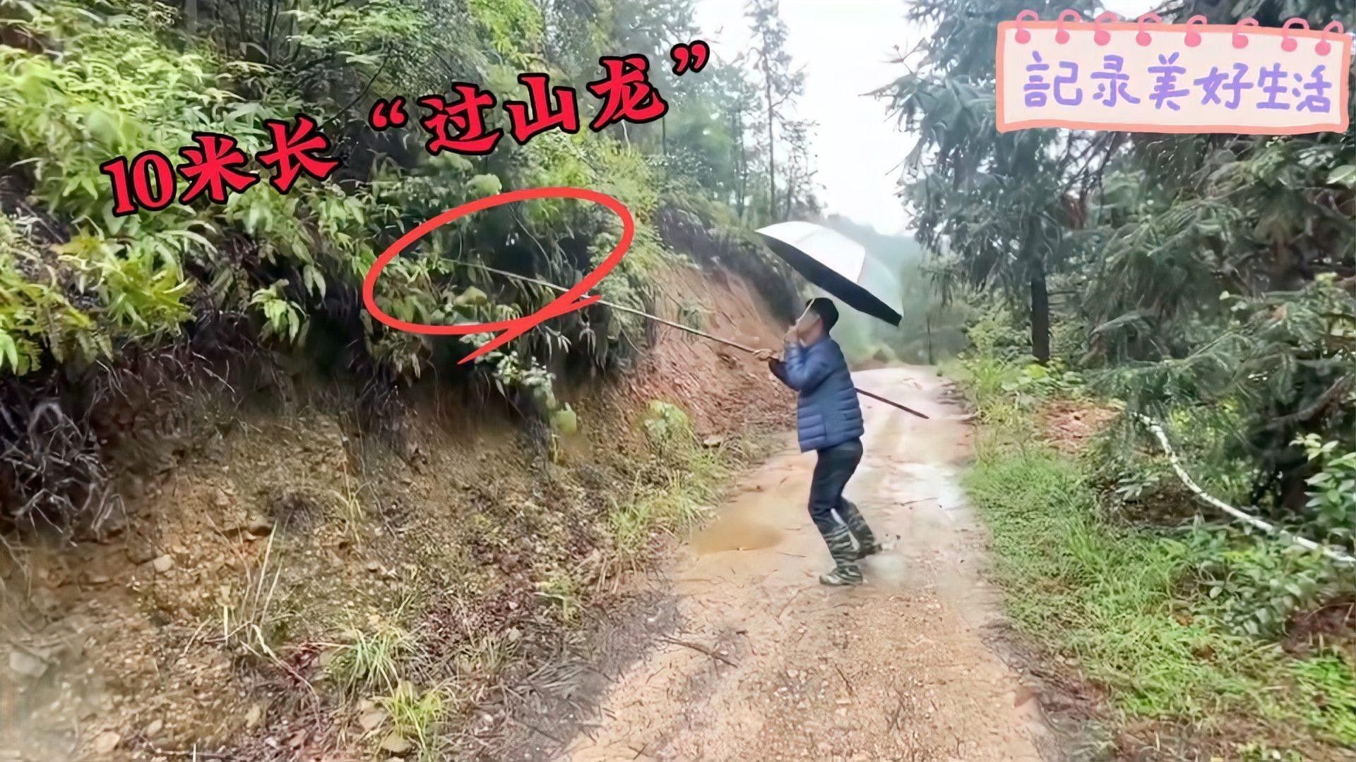 過山龍魚為何被列為保護動物（農(nóng)村山路邊發(fā)現(xiàn)一株6米長“過山龍”,很多人沒見過,拍給大家看看鄉(xiāng)村凱迪）