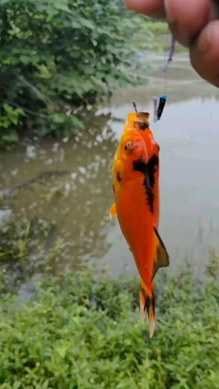 來了老弟（“來了老弟”的意義）