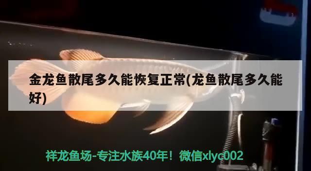 金龍魚散尾多久能恢復正常(龍魚散尾多久能好)（金龍魚散尾多久能恢復正常）
