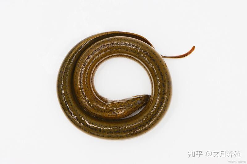 龍魚鰓蓋打傷會自愈嗎視頻：龍魚鰓蓋打傷會自愈嗎？