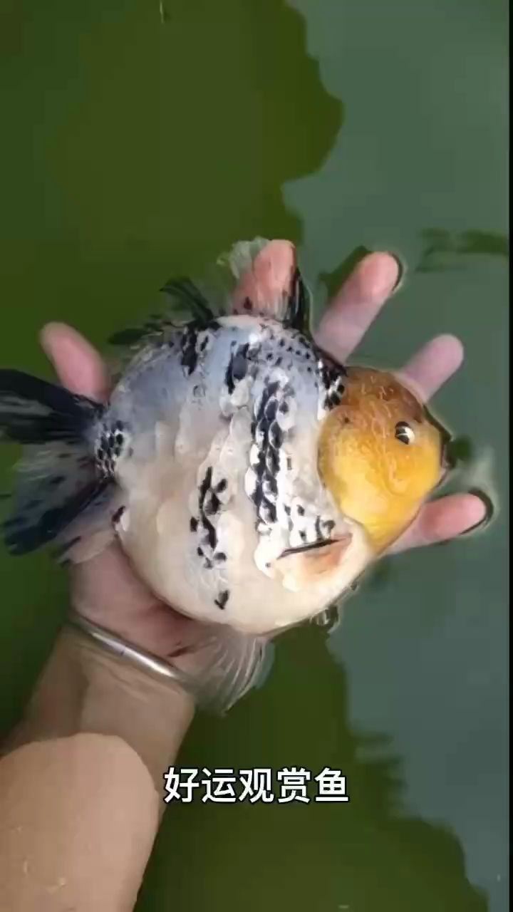 好運觀賞魚（好運觀賞魚在風水學中的應用）