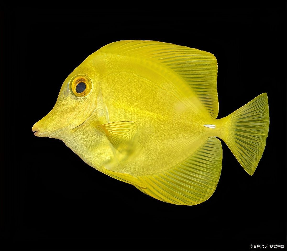 哪種藥物預防龍魚爛尾最有效（寵物那些事兒，龍魚爛尾病有哪些癥狀）