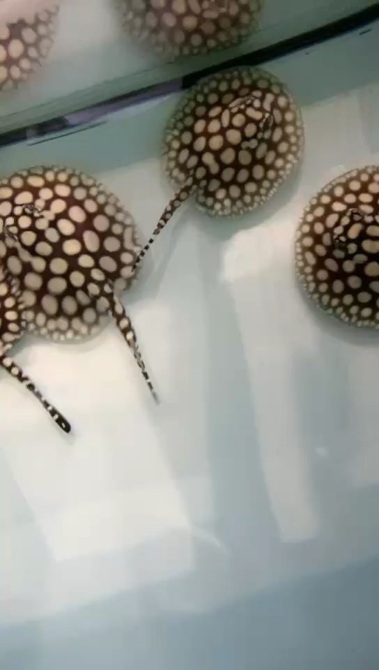 深圳市卓銳水族用品有限公司（深圳市卓銳水族用品有限公司怎么樣）