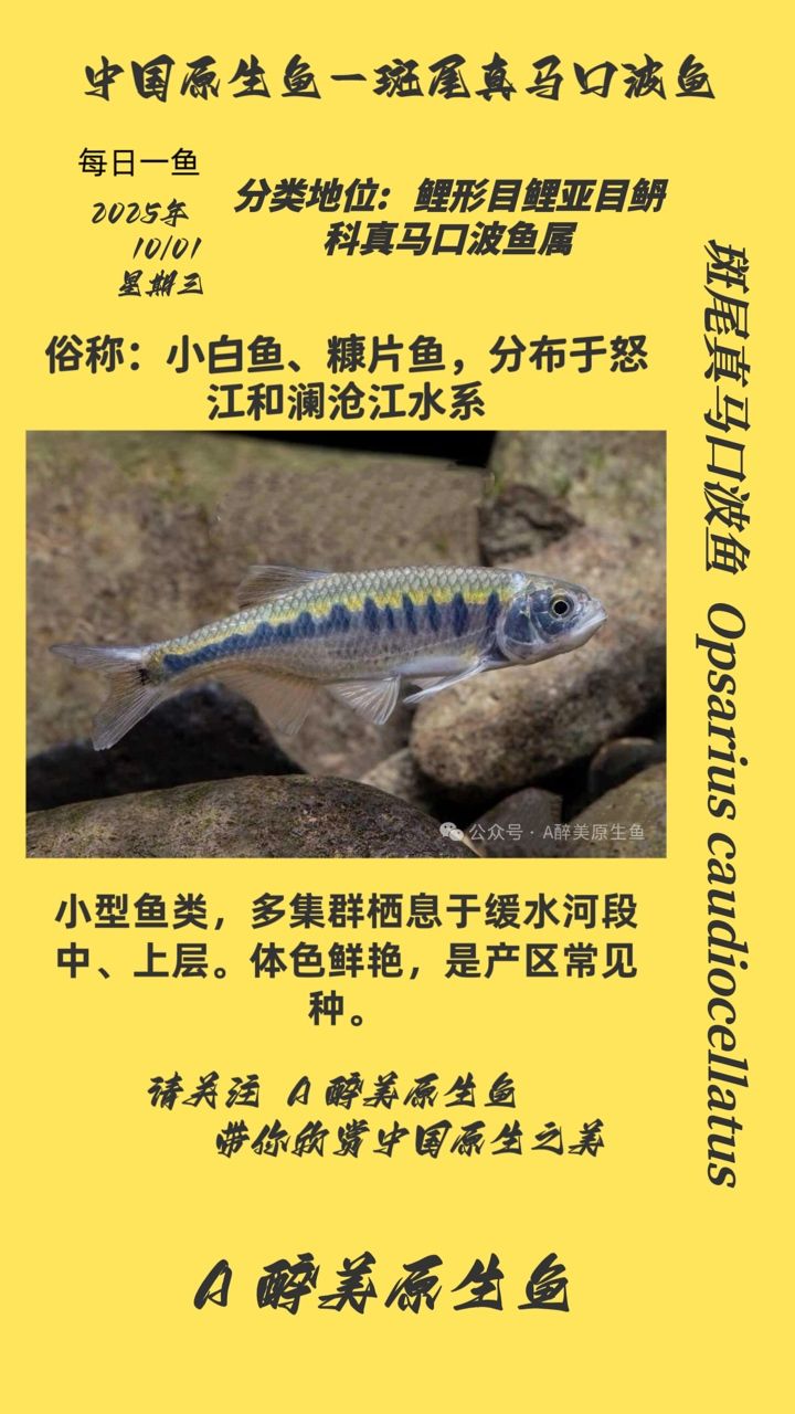 斑尾真馬口波魚（尾真馬口波魚是一種生活在熱帶和亞熱帶水域中的魚類）
