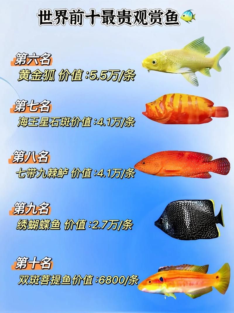 能推薦一些龍魚品種圖鑒嗎（常見的龍魚品種及其圖鑒推薦） 能推薦一些龍魚品種圖鑒嗎（常見的龍魚品種及其圖鑒推薦） 龍魚百科 第21張