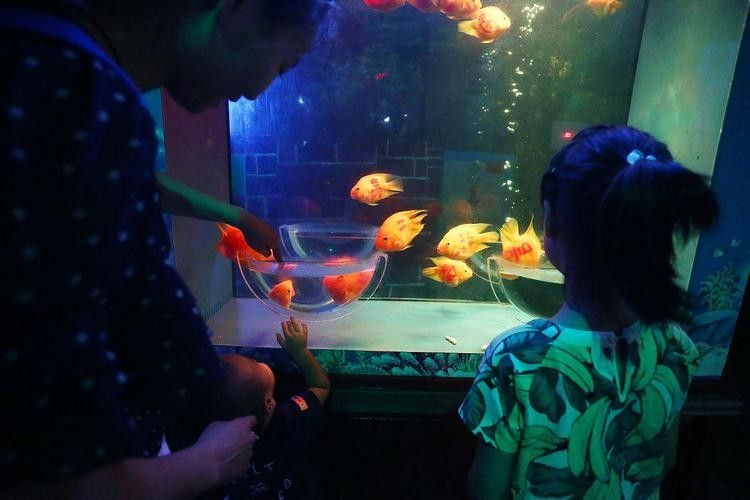 衡水龍魚水族館哪個最好？（衡水濱湖新區龍源溫泉旅游度假村詳細介紹龍源溫泉旅游度假村）