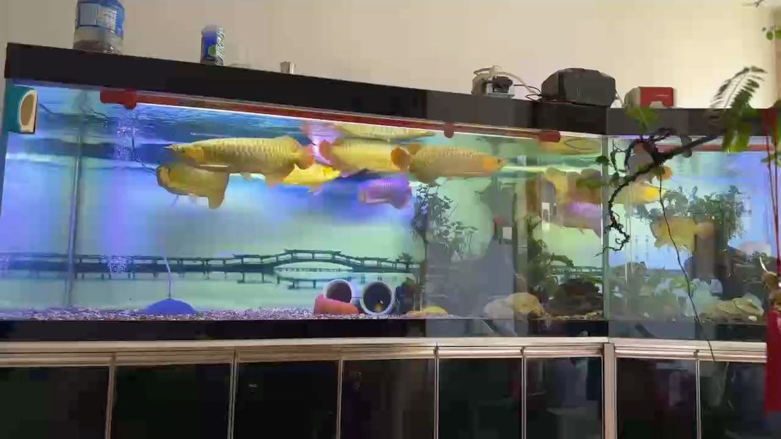 給龍魚吃國慶大補品——豬肝。（給龍魚吃國慶大補品）