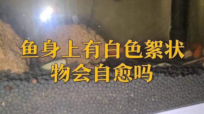 火龍魚身上有白膜會自愈嗎（火龍魚身上出現白膜會自愈嗎）