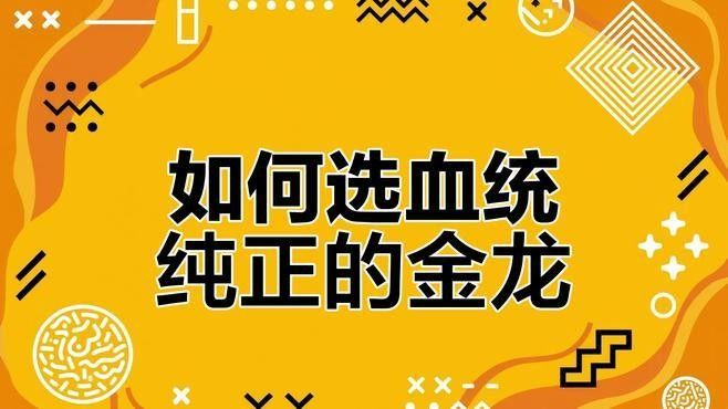 給我一些純血統(tǒng)古典金龍魚的照片（挑選古典過背金龍的血統(tǒng)純正秘訣,細節(jié)決定成敗）