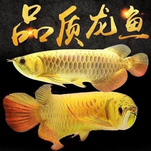 給我一些純血統(tǒng)古典金龍魚的照片（挑選古典過背金龍的血統(tǒng)純正秘訣,細節(jié)決定成敗）