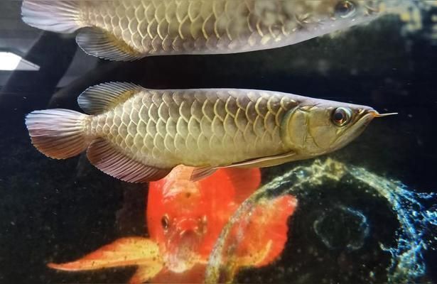 金龍魚養殖難度等級，金龍魚養殖的難度等級