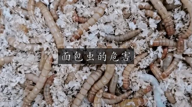 如何判斷面包蟲是否感染（如何判斷面包蟲感染？）