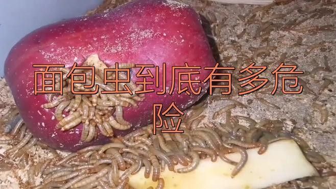 如何判斷面包蟲是否感染（如何判斷面包蟲感染？）