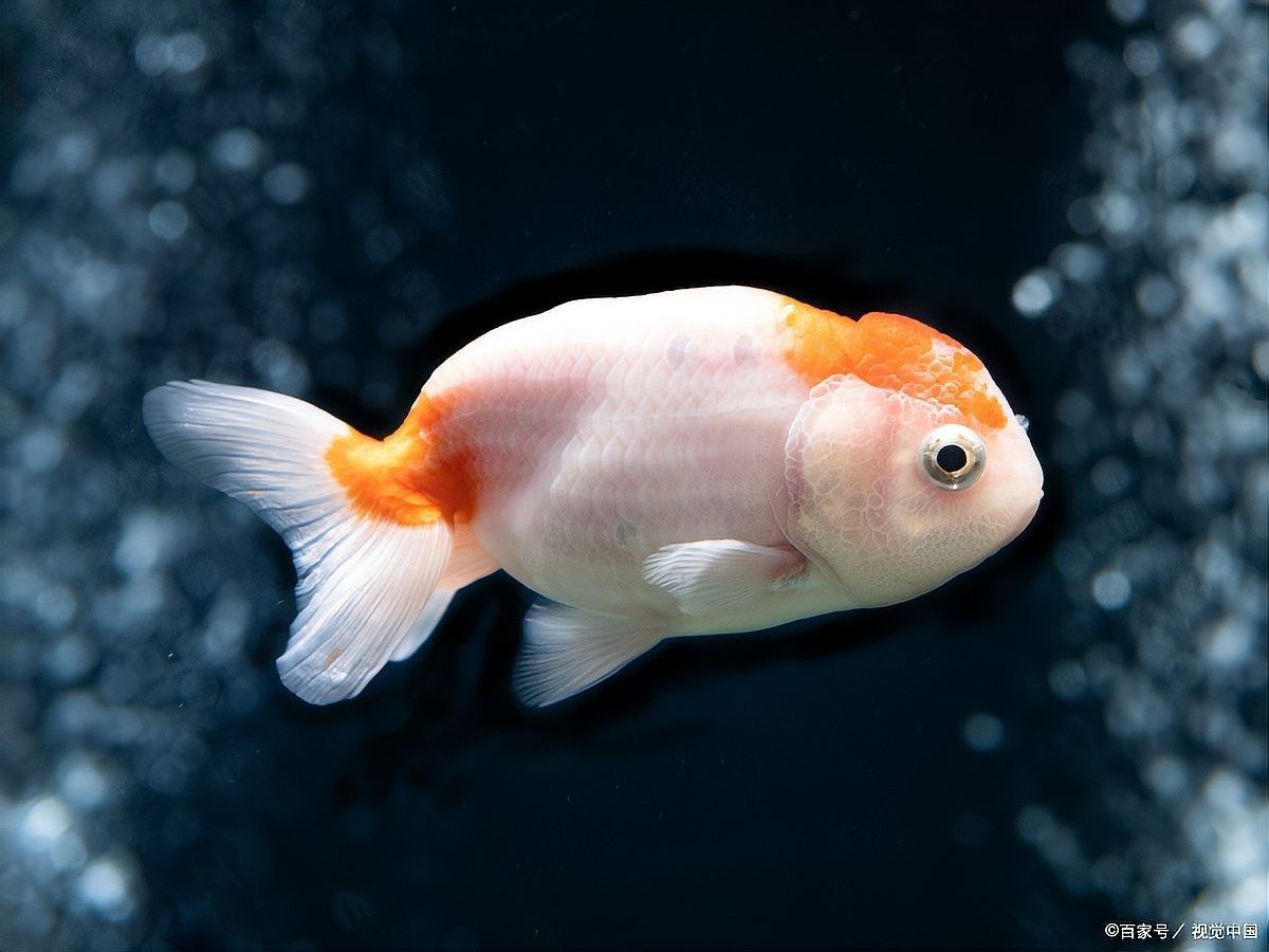 金龍魚頭型遺傳有哪些不確定性？（金龍魚頭型遺傳存在多重不確定性）