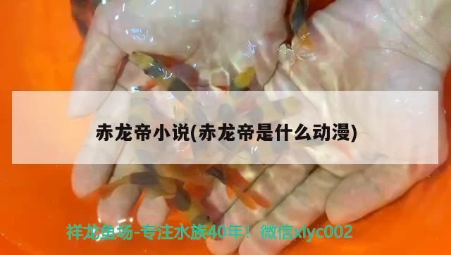 赤龍帝小說(赤龍帝是什么動漫)（關于赤龍帝小說和赤龍帝是什么動漫對應的相關信息）