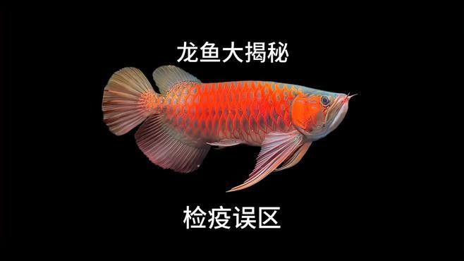 龍魚飼料魚檢疫后如何處理（如何處理龍魚飼料魚）