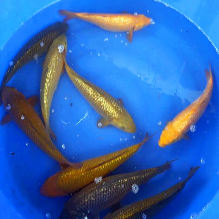 國外觀賞魚批發商有哪些網站（全球觀賞魚市場的趨勢隨著全球化推進觀賞魚市場的趨勢推進）