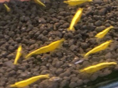 國外觀賞魚批發商有哪些網站（全球觀賞魚市場的趨勢隨著全球化推進觀賞魚市場的趨勢推進）