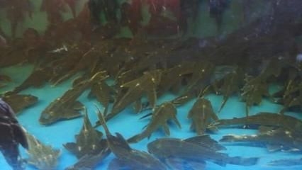 國外觀賞魚批發商有哪些網站（全球觀賞魚市場的趨勢隨著全球化推進觀賞魚市場的趨勢推進）